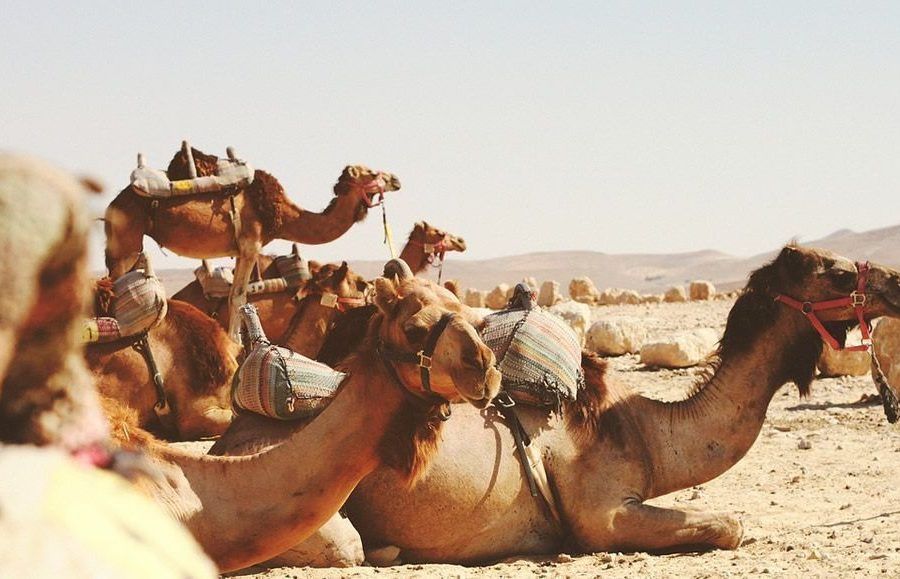Visit Morocco from Seville