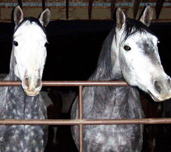 From Seville: Jerez and Andalusian Horses