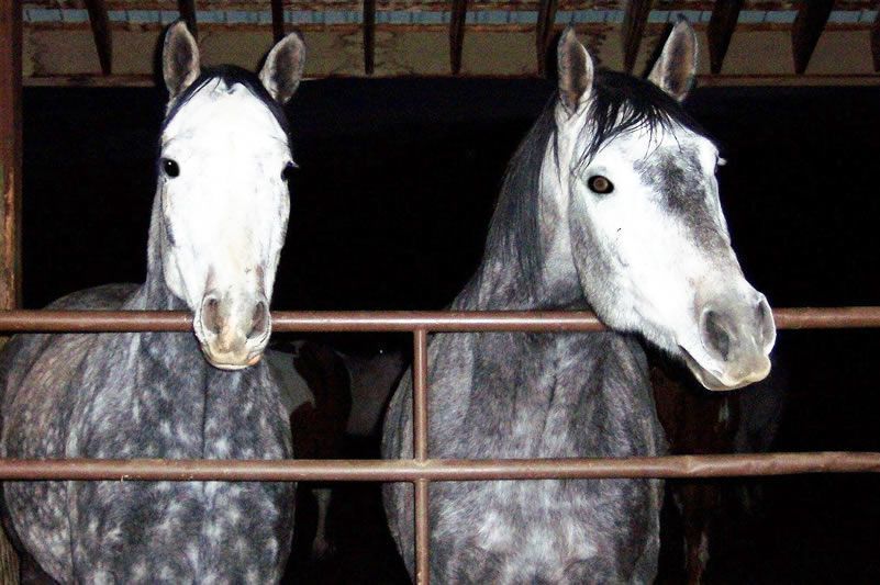 From Seville: Jerez and Andalusian Horses