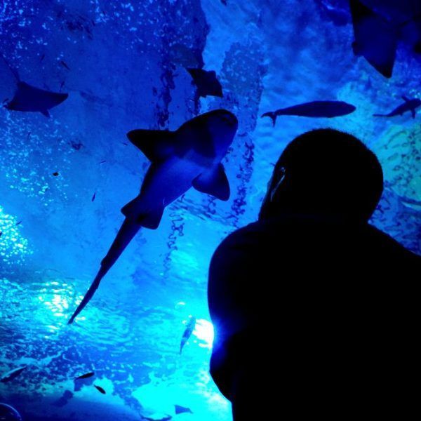 The aquarium of Seville