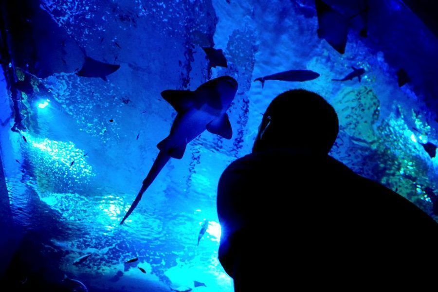 The aquarium of Seville
